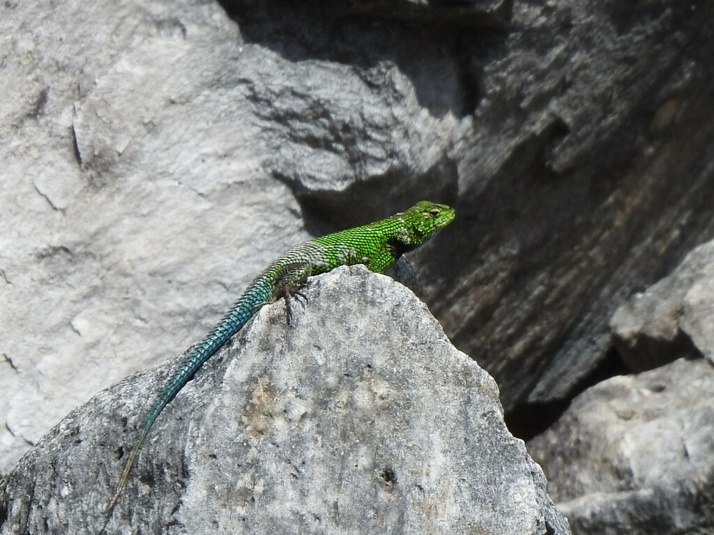 Guatemalan Emerald Spiny Lizard From Sibinal Guatemala On January 11