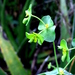 Euphorbia greggii - Photo (c) Lex García, todos los derechos reservados, uploaded by Lex García