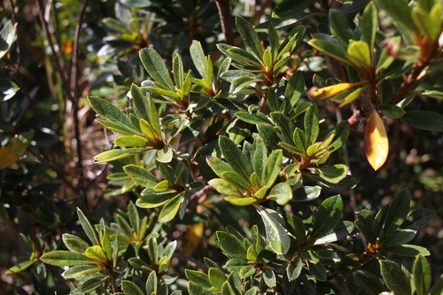 Rhododendron Boninense Inaturalist