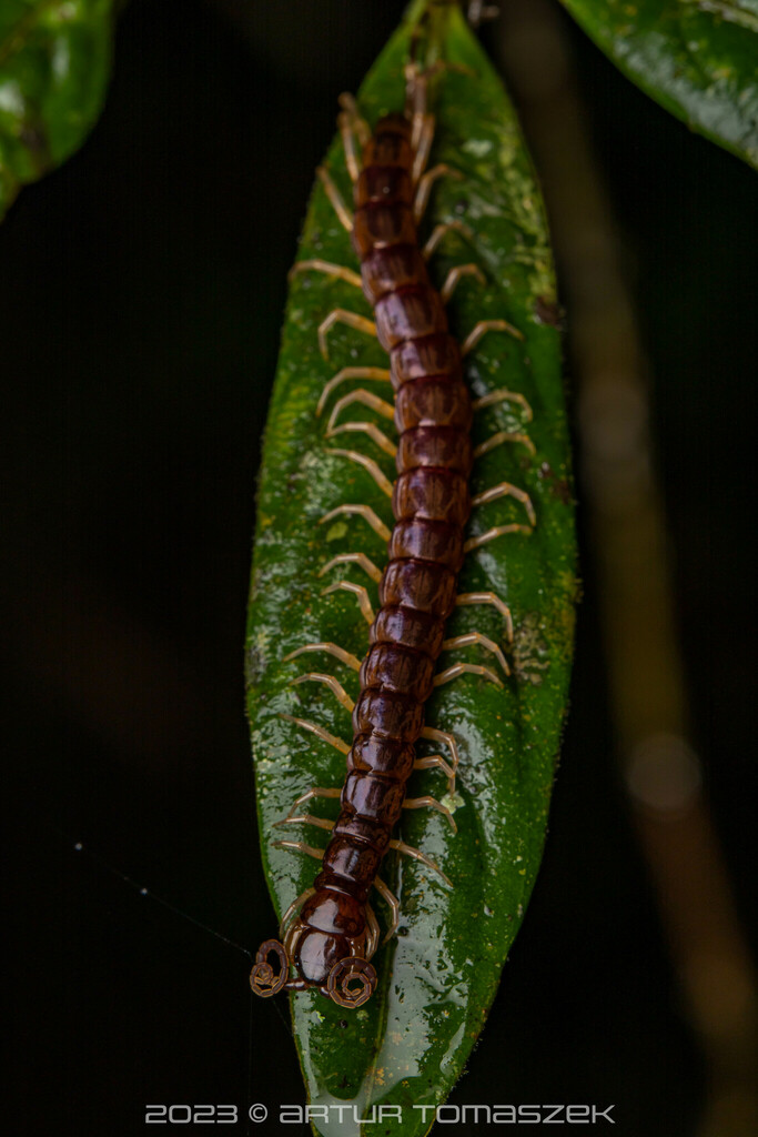 Scolopendrinae In January By Artur Tomaszek Inaturalist