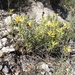 Castilleja tenuiflora xylorrhiza - Photo (c) Mané Salinas Rodríguez, todos los derechos reservados