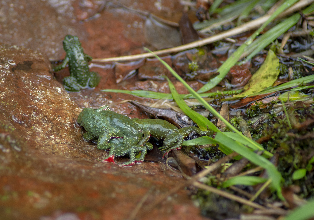 Melanophryniscus Cambaraensis From S O Francisco De Paula Rs Brasil