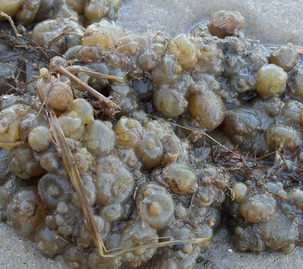 Northern Sea Squirt From James City County Va Usa On December