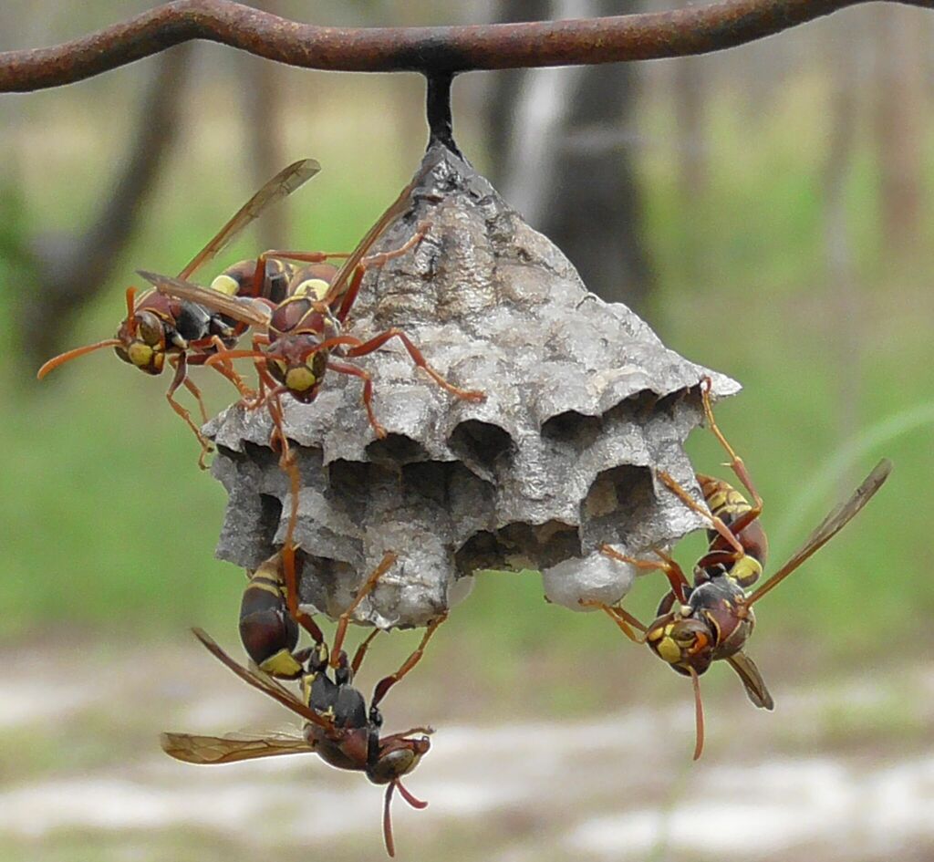 Umbrella Paper Wasps From Watsonville QLD 4887 Australia On February