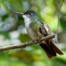 Azure-crowned Hummingbird - Photo (c) fm5050, all rights reserved, uploaded by fm5050