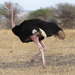 Common Ostrich - Photo (c) tlim, all rights reserved, uploaded by tlim