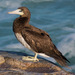 Brown Booby - Photo (c) BJ Stacey, all rights reserved