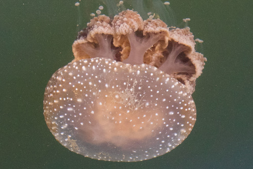 photo of Australian Spotted Jelly (Phyllorhiza punctata)