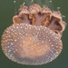 photo of Australian Spotted Jelly (Phyllorhiza punctata)