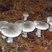 Cloudy Clitocybe - Photo (c) Tig, all rights reserved