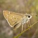 Dotted Skipper - Photo (c) Richard Stickney, all rights reserved