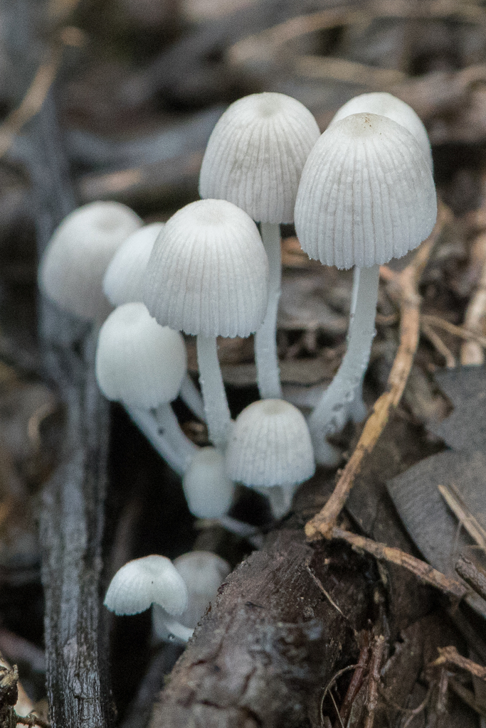 Coprinellus Sect Disseminati From Nangaritza Canton Ecuador On