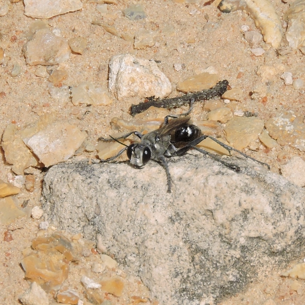 Prionyx Globosus From Hunter Rd Nildottie SA AU On March 6 2023 At