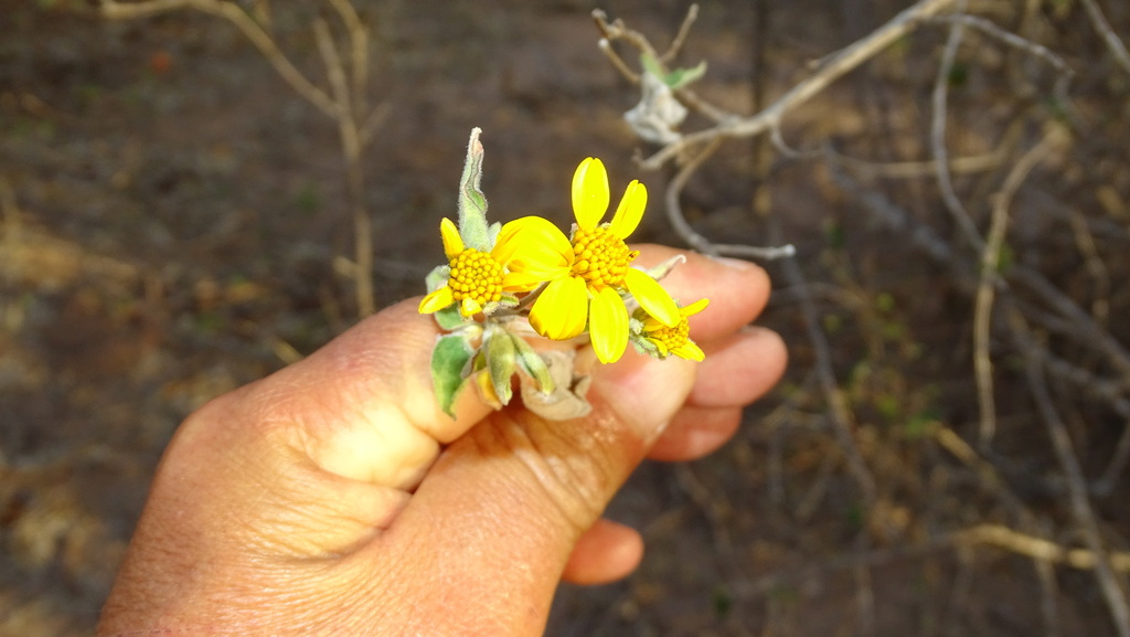 Brittlebush From La Paz B C S M Xico On March At Pm