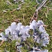Peltigera rufescens - Photo (c) carrie gray-wood, todos los derechos reservados, subido por carrie gray-wood