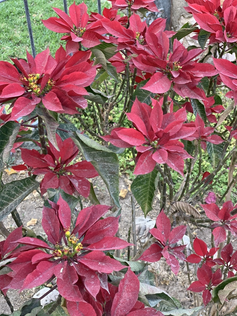 Poinsettia From Calle R O Nilo Jes S Mar A Aguascalientes Mx On