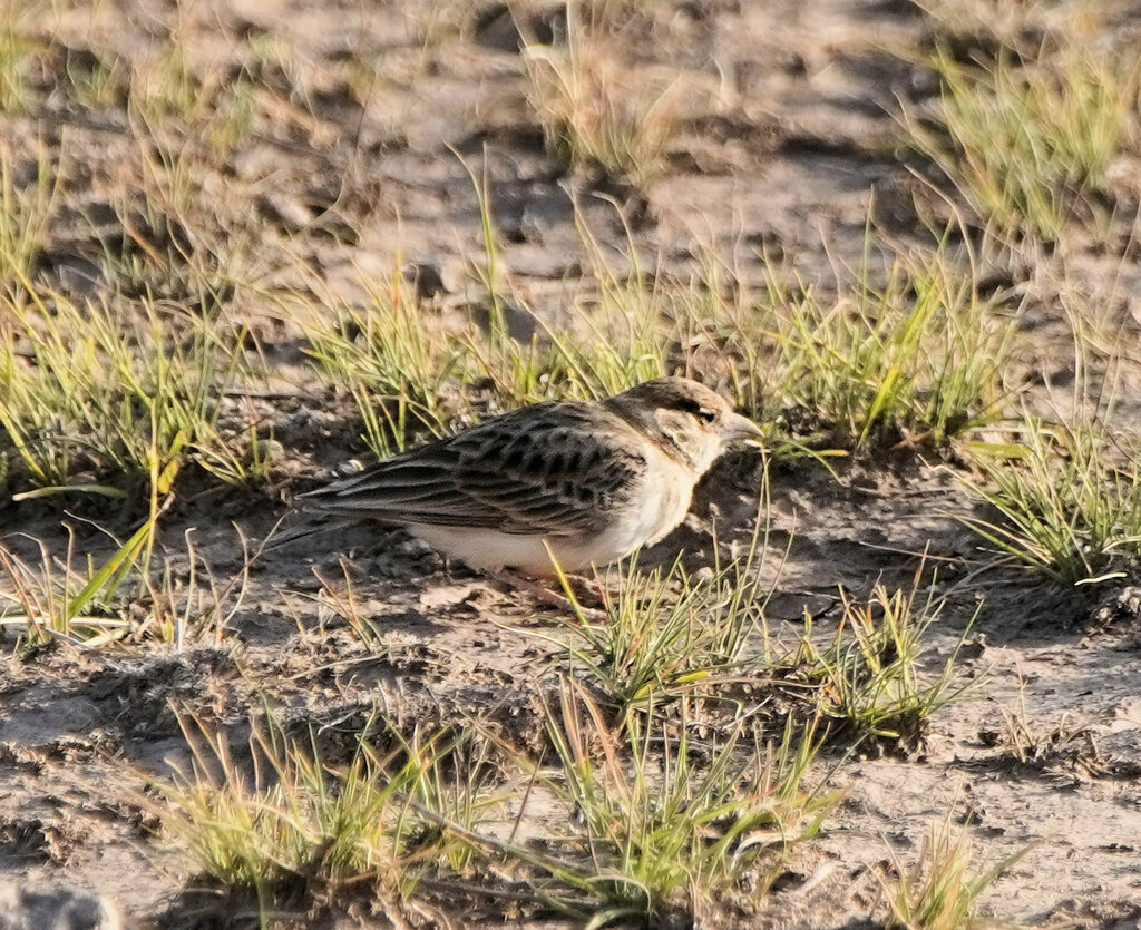 Fischer S Sparrow Lark From Loitokitok Kenya On February At