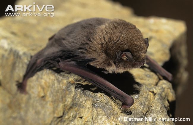 Silver-haired Bat (Utah Mammals) · iNaturalist