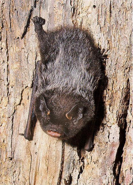 Silver-haired Bat (Utah Mammals) · iNaturalist