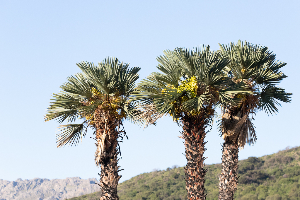 Trithrinax Campestris From Unnamed Road Provincia De San Luis