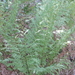 Square