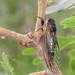 Putnam's Cicada - Photo (c) Eric R. Eaton, all rights reserved, uploaded by Eric R. Eaton