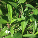 Psychotria ligustrifolia - Photo (c) Johnny Wilson, todos los derechos reservados