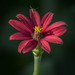 Peruvian Zinnia - Photo (c) Lol crazon sus, all rights reserved, uploaded by Israel Pérez