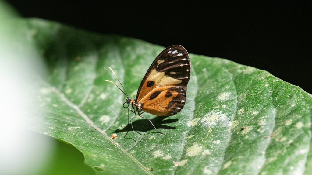 Ithomia Iphianassa Panamensis From Cerro Gaital El Valle De Ant N