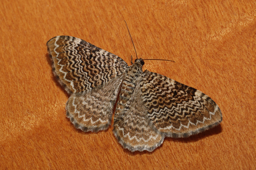 Cherry Scallop Shell Moth In March 2023 By Flown Kimmerling At A MV