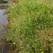 Cyperus brevifolioides - Photo (c) Doug Mitchell, όλα τα δικαιώματα διατηρούνται, uploaded by Doug Mitchell