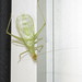 Snowy Tree Cricket - Photo (c) Eric R. Eaton, all rights reserved, uploaded by Eric R. Eaton
