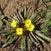 Camissoniopsis bistorta - Photo (c) Michele Roman, todos los derechos reservados, uploaded by Michele Roman