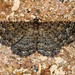 Somber Carpet Moth - Photo (c) BJ Stacey, all rights reserved
