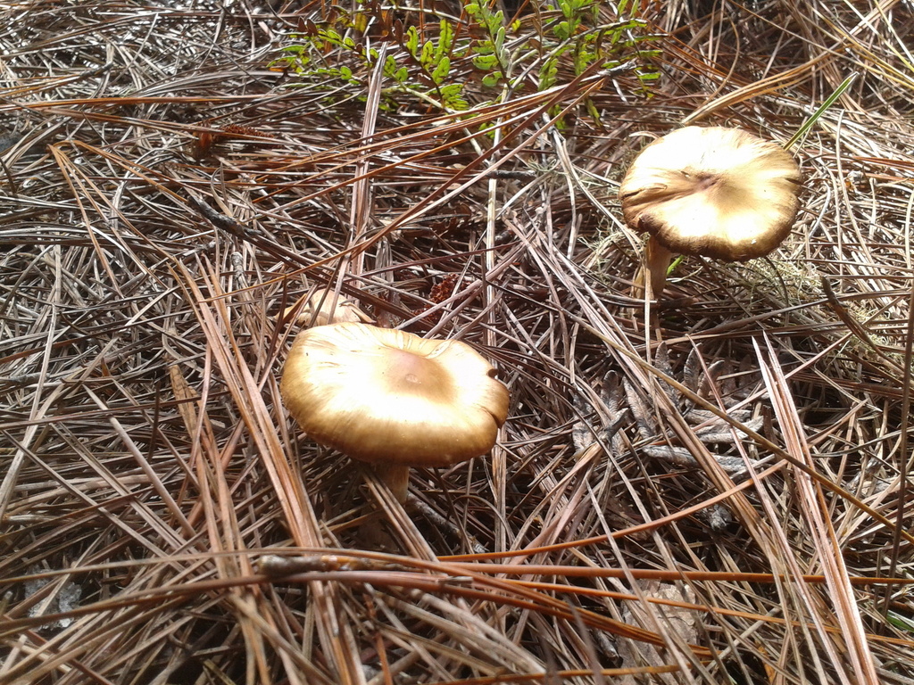 Mushrooms Bracket Fungi Puffballs And Allies From Constanza