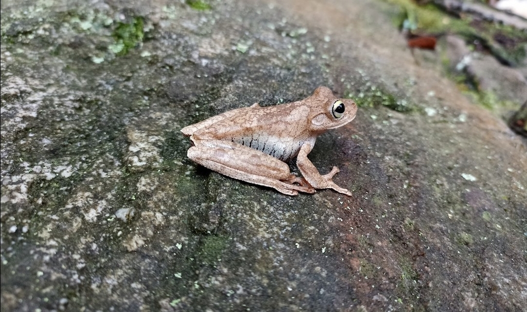 Banana Tree Dwelling Frog From Carrera Km V A Rural A Cristo Rey