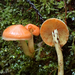 Conifer Scalycap - Photo (c) leftcoastnaturalist, all rights reserved, uploaded by leftcoastnaturalist