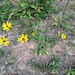 Purpledisk Sunflower - Photo (c) jtuttle, all rights reserved, uploaded by jtuttle
