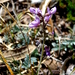 Astragalus hypoleucus - Photo (c) Lex García, all rights reserved, uploaded by Lex García