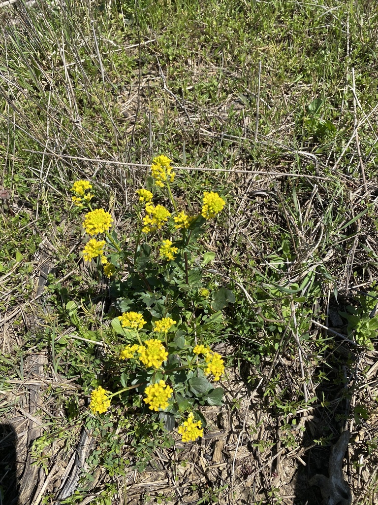 Bitter Wintercress From Springwoods Fayetteville AR US On April 3