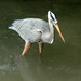 Galápagos Great Blue Heron - Photo (c) Victor Fazio, all rights reserved, uploaded by Victor W Fazio III