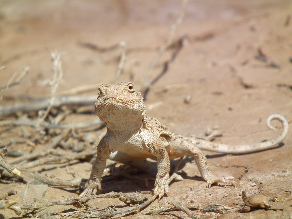 Horvath S Toad Headed Agama In April By Mohammad Reza Ehsanimarani