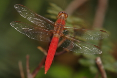 Image of Libellula croceipennis