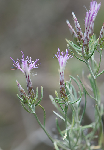 Staehelina dubia · iNaturalist