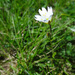 Cerastium cerastioides - Photo (c) Tig, כל הזכויות שמורות