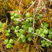 Hydrocotyle sulcata - Photo (c) Melissa Hutchison, all rights reserved, uploaded by Melissa Hutchison