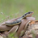 Dahl's Whip Snake - Photo (c) Bart, all rights reserved, uploaded by BJ Smit