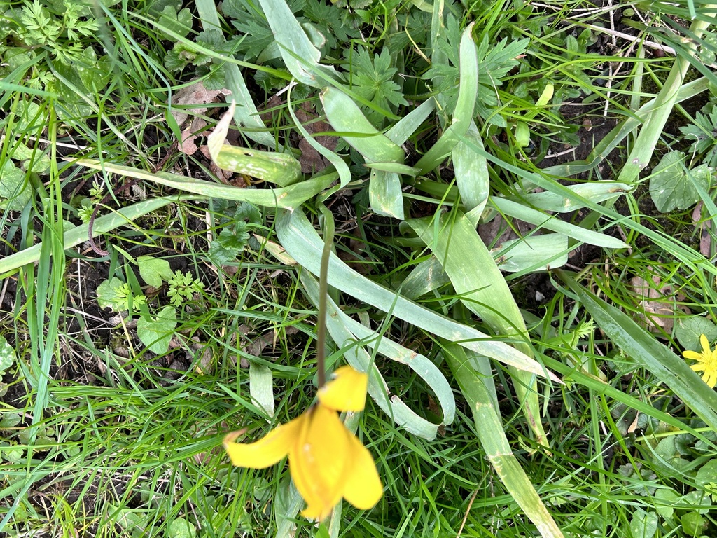 Wild Tulip From Jan Van Glymesstraat Willemstad North Brabant NL On