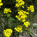 Erysimum duriaei pyrenaicum - Photo (c) Tig, all rights reserved