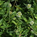 Shrubby False Buttonweed - Photo (c) Jay Keller, all rights reserved, uploaded by Jay L. Keller